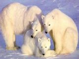 Polar Bear Family and Me